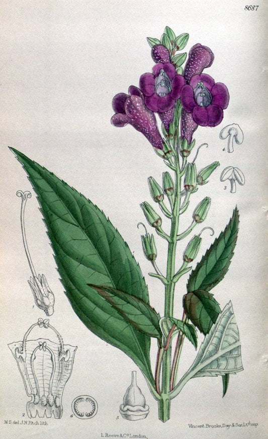 Curtis's botanical magazine. London ; New York [etc.] :Academic Press [etc.]. | "Botanical illustration" Botany Periodicals "Pictorial works" "Plants, Ornamental"  | Vintage Print Reproduction 455637