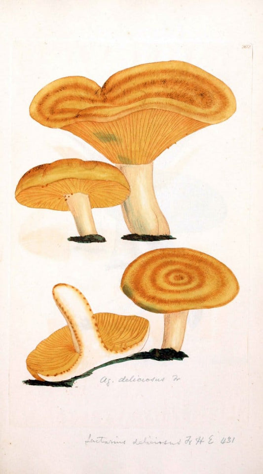 Coloured figures of English fungi or mushrooms. London,Printed by J. Davis,1797-[1809]. | England Mushrooms  | Vintage Print Reproduction 455638
