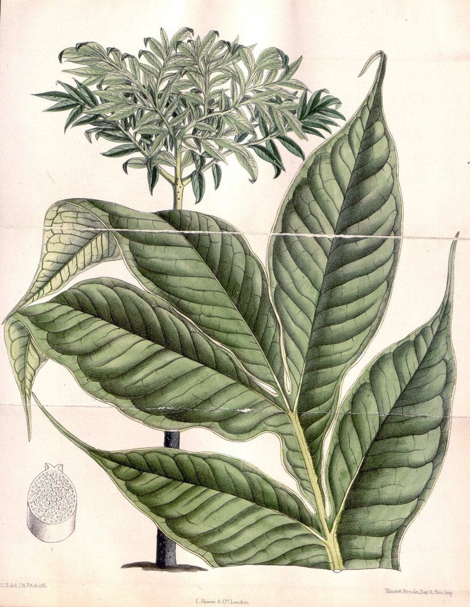 Curtis's botanical magazine. London ; New York [etc.] :Academic Press [etc.]. | "Botanical illustration" Botany Periodicals "Pictorial works" "Plants, Ornamental"  | Vintage Print Reproduction 455639