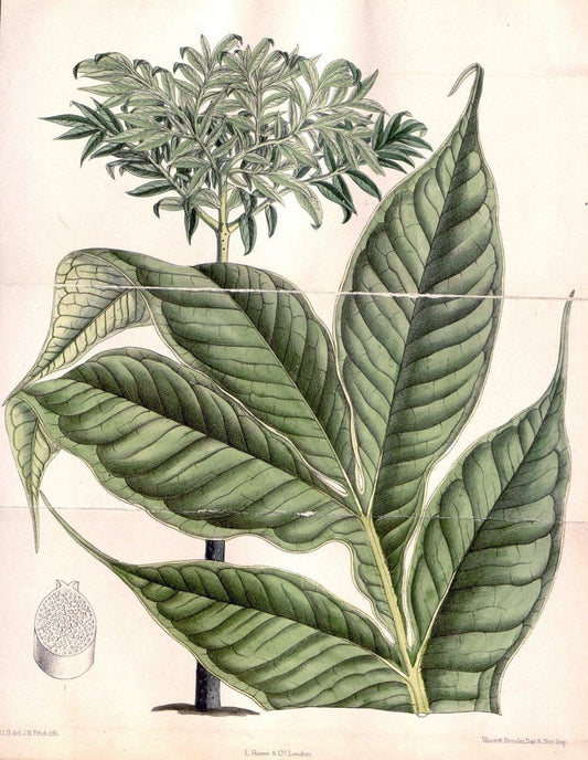 Curtis's botanical magazine. London ; New York [etc.] :Academic Press [etc.]. | "Botanical illustration" Botany Periodicals "Pictorial works" "Plants, Ornamental"  | Vintage Print Reproduction 455639