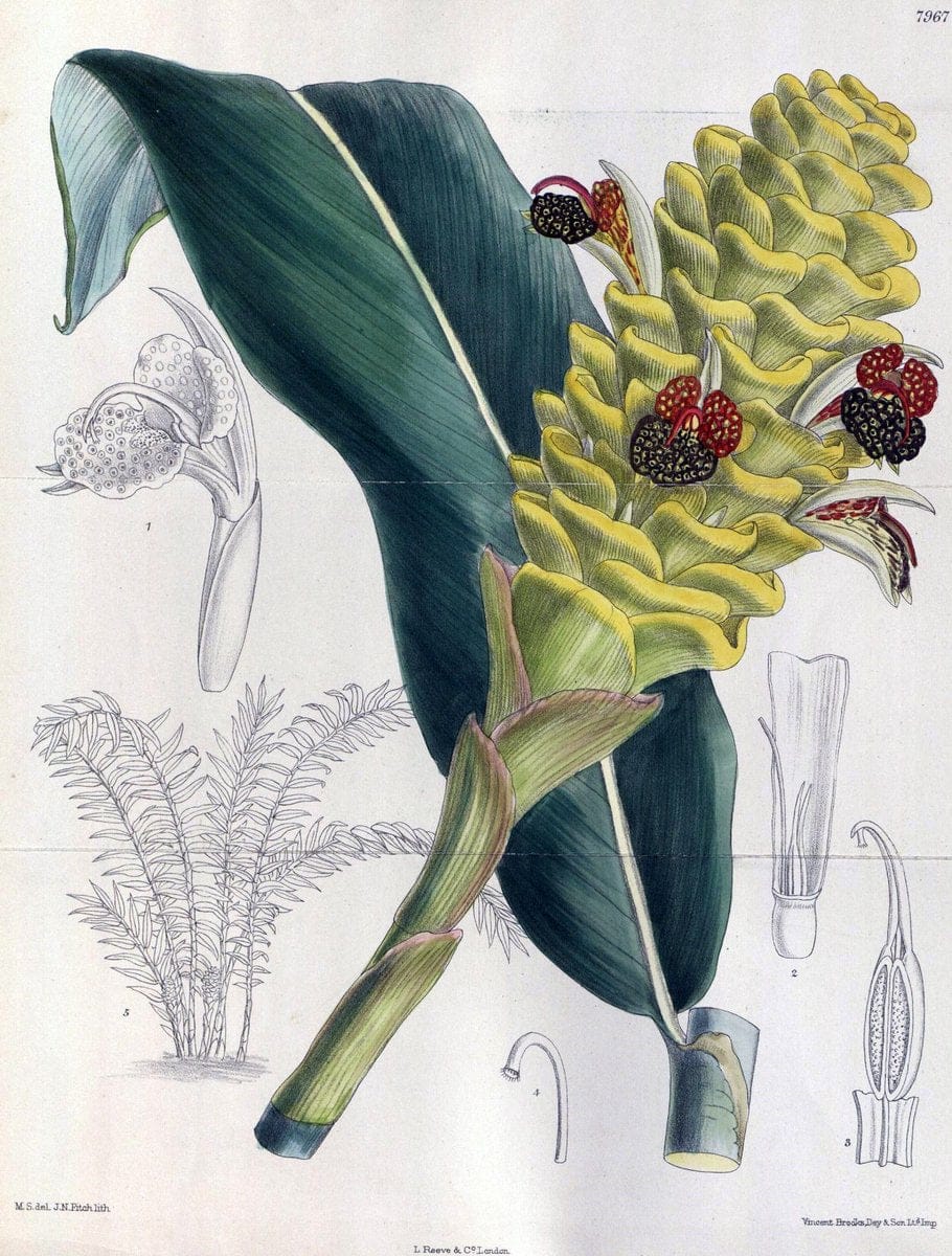 Curtis's botanical magazine. London ; New York [etc.] :Academic Press [etc.]. | "Botanical illustration" Botany Periodicals "Pictorial works" "Plants, Ornamental"  | Vintage Print Reproduction 455640