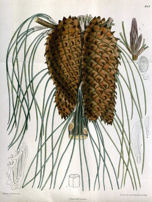 Curtis's botanical magazine. London ; New York [etc.] :Academic Press [etc.]. | "Botanical illustration" Botany Periodicals "Pictorial works" "Plants, Ornamental"  | Vintage Print Reproduction 455641