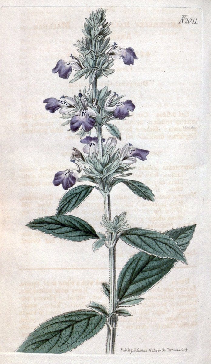 Curtis's botanical magazine. London ; New York [etc.] :Academic Press [etc.]. | "Botanical illustration" Botany Periodicals "Pictorial works" "Plants, Ornamental"  | Vintage Print Reproduction 455642