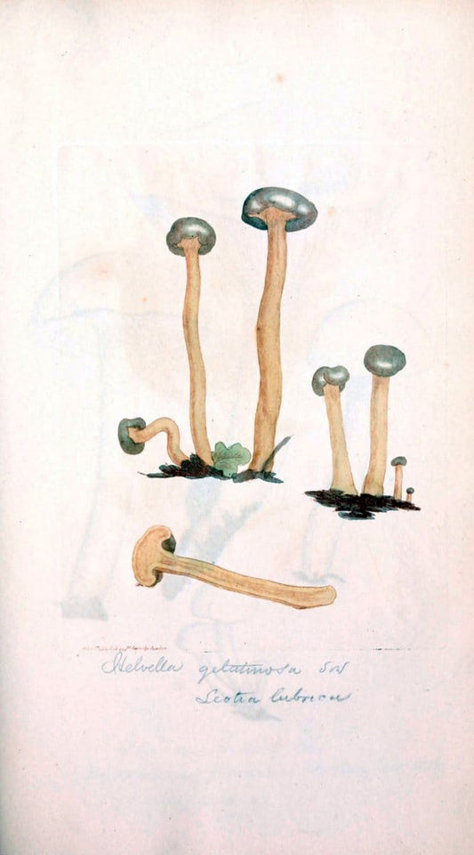 Coloured figures of English fungi or mushrooms. London,Printed by J. Davis,1797-[1809]. | England Mushrooms  | Vintage Print Reproduction 455643