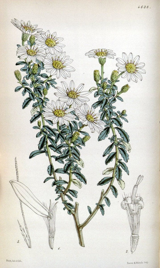Curtis's botanical magazine. London ; New York [etc.] :Academic Press [etc.]. | "Botanical illustration" Botany Periodicals "Pictorial works" "Plants, Ornamental"  | Vintage Print Reproduction 455645