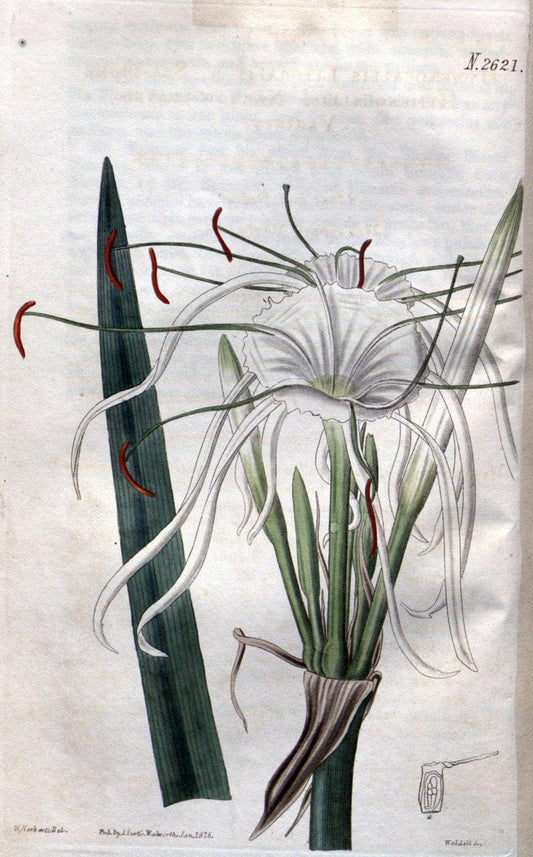 Curtis's botanical magazine. London ; New York [etc.] :Academic Press [etc.]. | "Botanical illustration" Botany Periodicals "Pictorial works" "Plants, Ornamental"  | Vintage Print Reproduction 455646