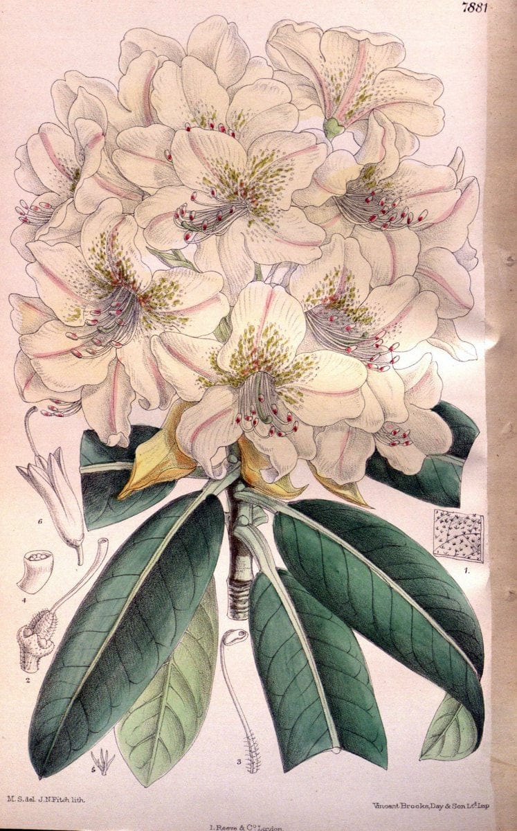 Curtis's botanical magazine. London ; New York [etc.] :Academic Press [etc.]. | "Botanical illustration" Botany Periodicals "Pictorial works" "Plants, Ornamental"  | Vintage Print Reproduction 455647