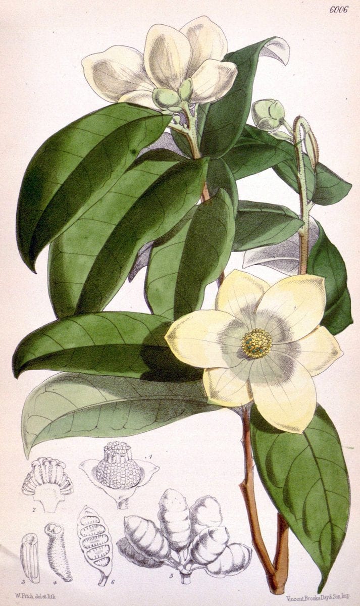 Curtis's botanical magazine. London ; New York [etc.] :Academic Press [etc.]. | "Botanical illustration" Botany Periodicals "Pictorial works" "Plants, Ornamental"  | Vintage Print Reproduction 455648