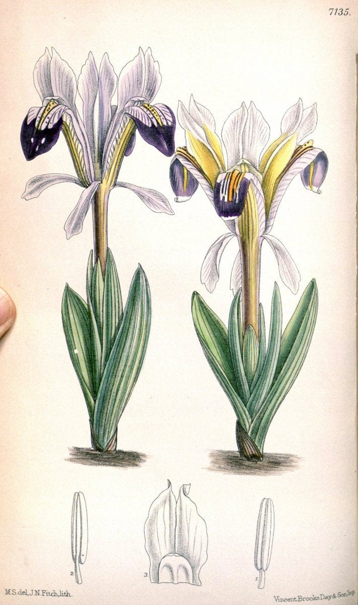 Curtis's botanical magazine. London ; New York [etc.] :Academic Press [etc.]. | "Botanical illustration" Botany Periodicals "Pictorial works" "Plants, Ornamental"  | Vintage Print Reproduction 455649