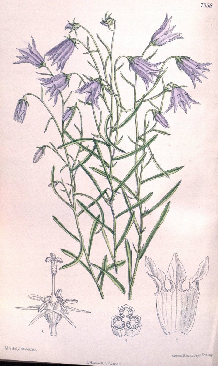 Curtis's botanical magazine. London ; New York [etc.] :Academic Press [etc.]. | "Botanical illustration" Botany Periodicals "Pictorial works" "Plants, Ornamental"  | Vintage Print Reproduction 455651