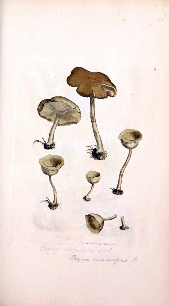 Coloured figures of English fungi or mushrooms. London,Printed by J. Davis,1797-[1809]. | England Mushrooms  | Vintage Print Reproduction 455652