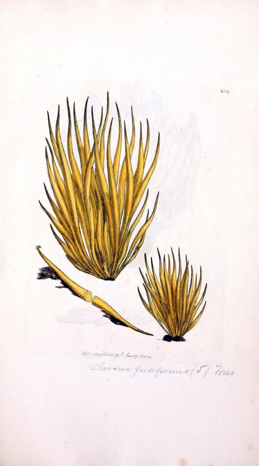Coloured figures of English fungi or mushrooms. London,Printed by J. Davis,1797-[1809]. | England Mushrooms  | Vintage Print Reproduction 455653