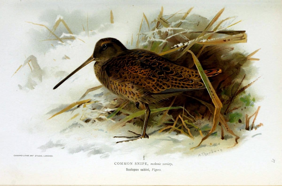 Coloured figures of the birds of the British Islands / issued by Lord Lilford. London :R | Birds "Great Britain" "Pictorial works"  | Vintage Print Reproduction 455654