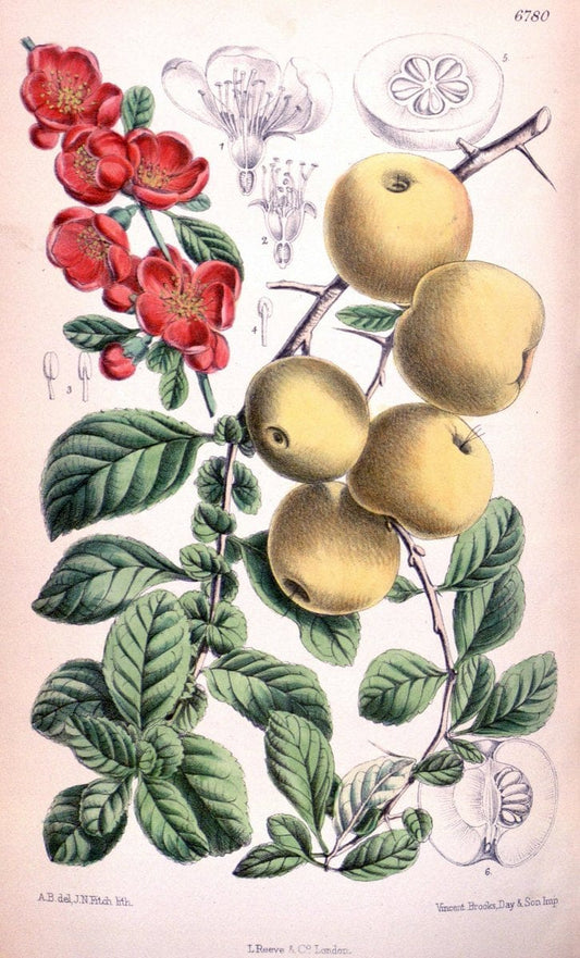 Curtis's botanical magazine. London ; New York [etc.] :Academic Press [etc.]. | "Botanical illustration" Botany Periodicals "Pictorial works" "Plants, Ornamental"  | Vintage Print Reproduction 455655