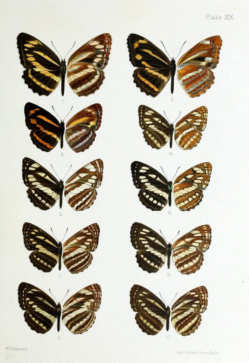 Butterflies from China, Japan, and Corea. London,R.H. Porter,1892-94.  | Butterflies China Japan Korea  | Vintage Print Reproduction 455656