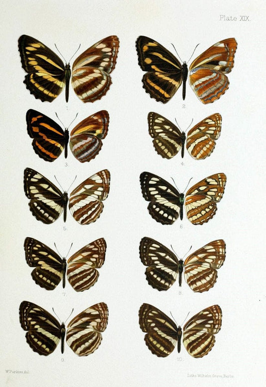 Butterflies from China, Japan, and Corea. London,R.H. Porter,1892-94.  | Butterflies China Japan Korea  | Vintage Print Reproduction 455656