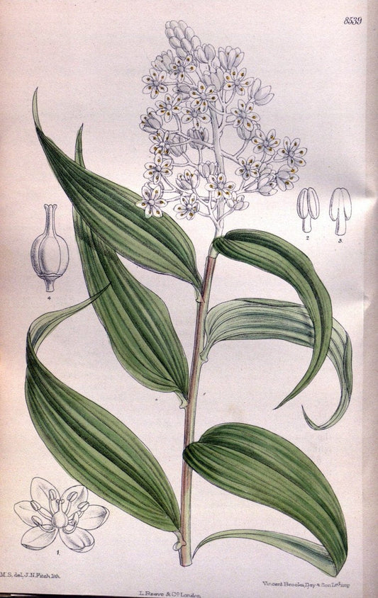 Curtis's botanical magazine. London ; New York [etc.] :Academic Press [etc.]. | "Botanical illustration" Botany Periodicals "Pictorial works" "Plants, Ornamental"  | Vintage Print Reproduction 455657