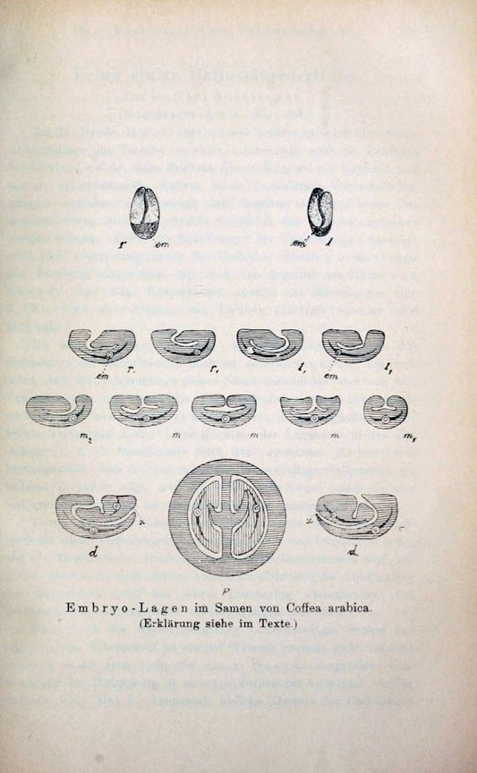 Case of the Mondays Have a mid afternoon cup of coffee while learning about the anatomy of a coffee bean  | "taxonomy:binomial=Coffea arabica" | Vintage Print Reproduction 455658