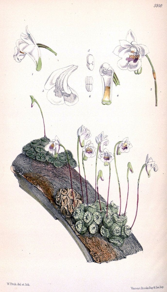 Curtis's botanical magazine. London ;New York [etc.] :Academic Press [etc.]. | Botany Periodicals "Pictorial works"  | Vintage Print Reproduction 455659