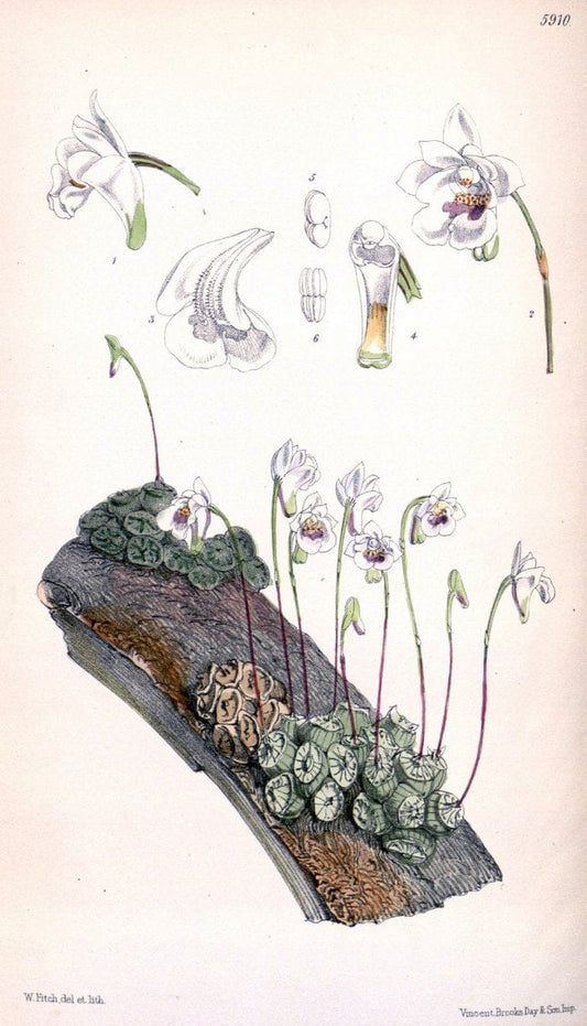 Curtis's botanical magazine. London ;New York [etc.] :Academic Press [etc.]. | Botany Periodicals "Pictorial works"  | Vintage Print Reproduction 455659