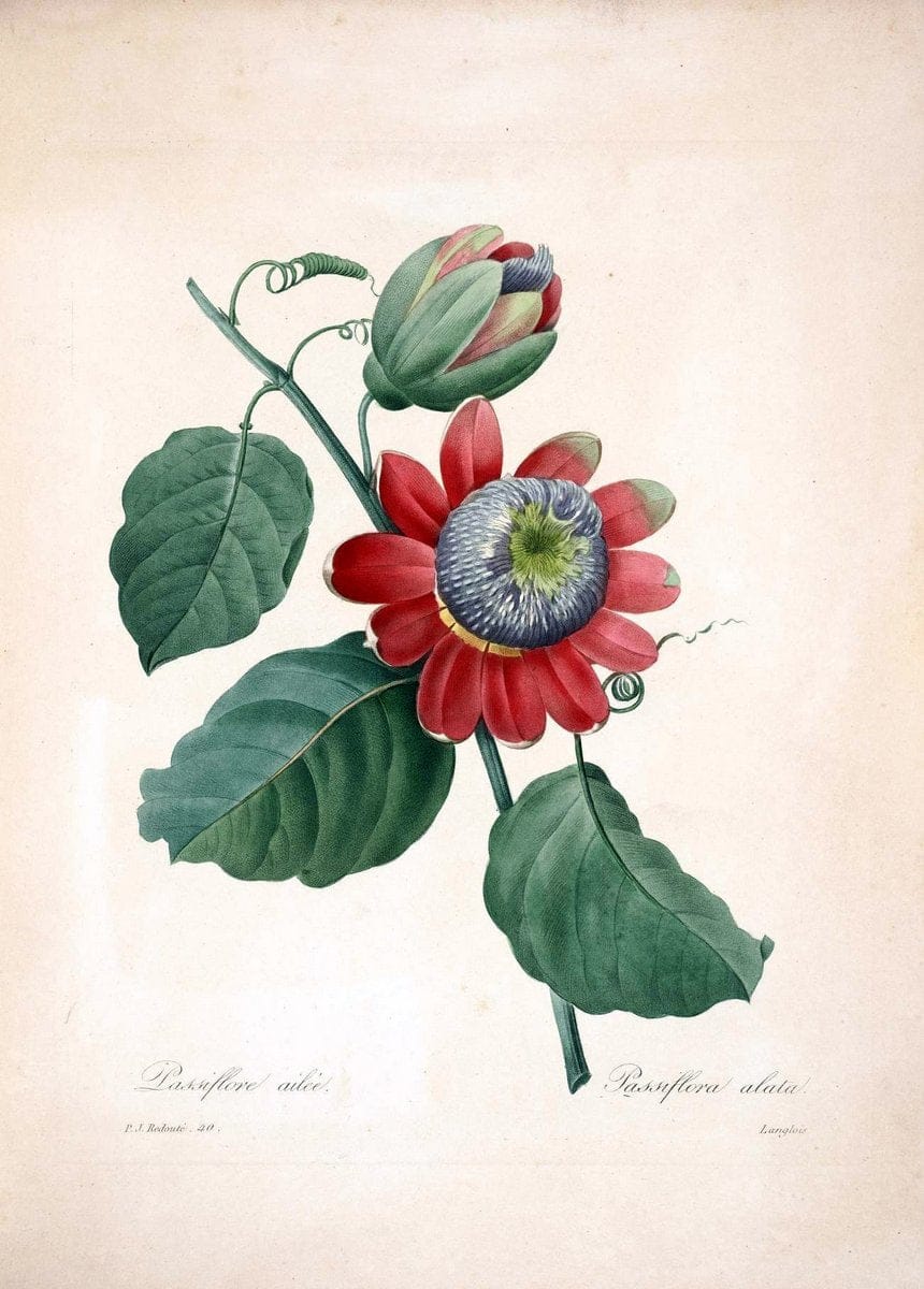 Choix des plus belles fleurs :.Paris :Ernest Panckoucke,[1833].  | 1833 Botany France Icones "Pictorial works"  | Vintage Print Reproduction 455661