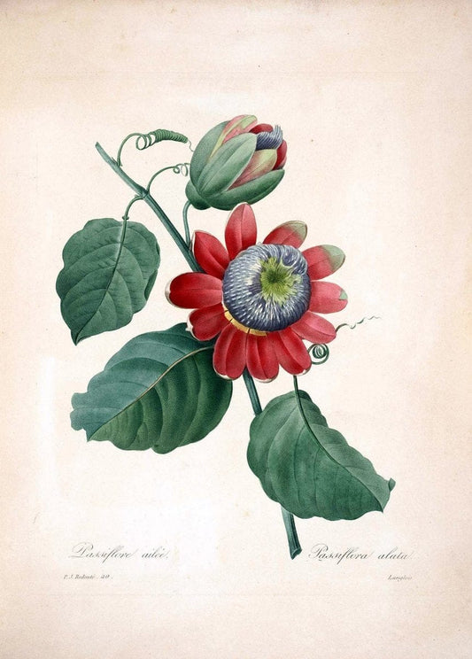 Choix des plus belles fleurs :.Paris :Ernest Panckoucke,[1833].  | 1833 Botany France Icones "Pictorial works"  | Vintage Print Reproduction 455661