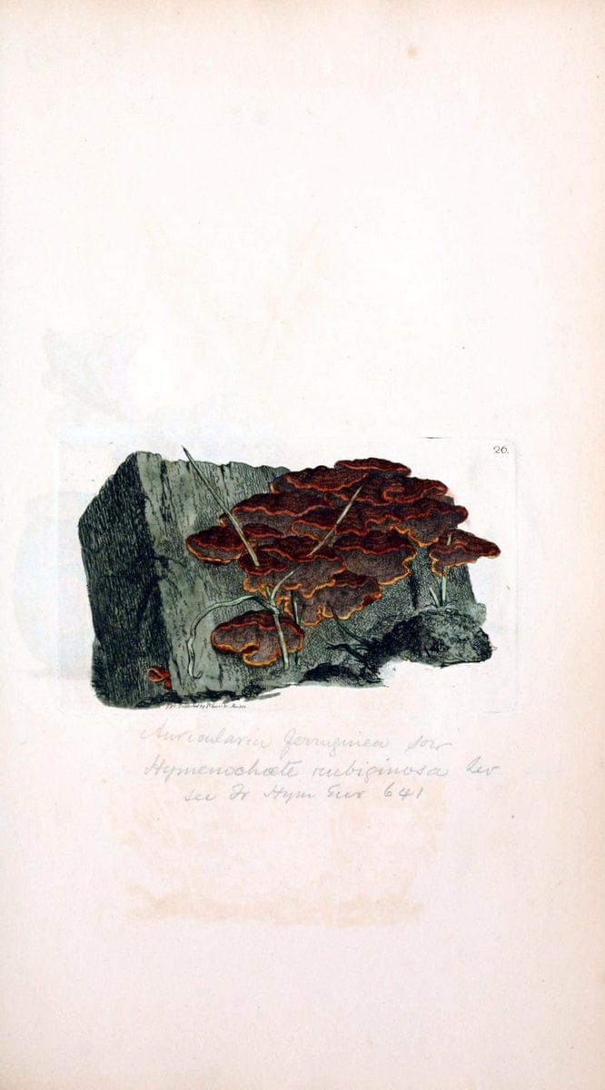 Coloured figures of English fungi or mushrooms. London,Printed by J. Davis,1797-[1809]. | England Mushrooms  | Vintage Print Reproduction 455663