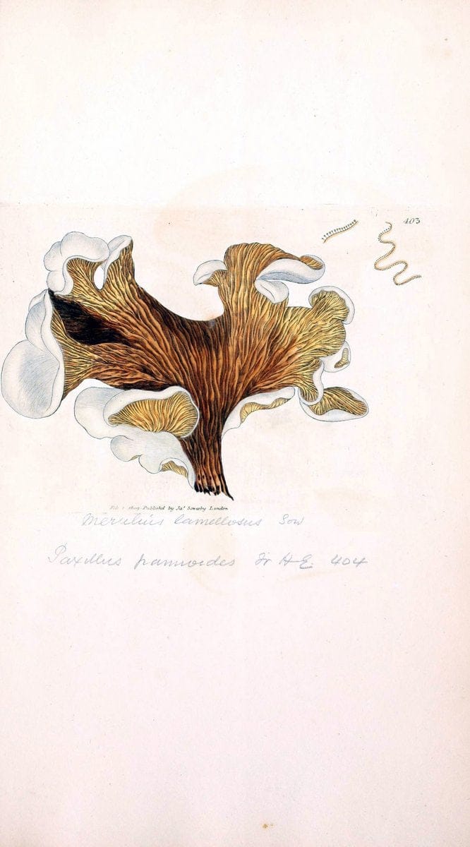 Coloured figures of English fungi or mushrooms. London,Printed by J. Davis,1797-[1809]. | England Mushrooms  | Vintage Print Reproduction 455664