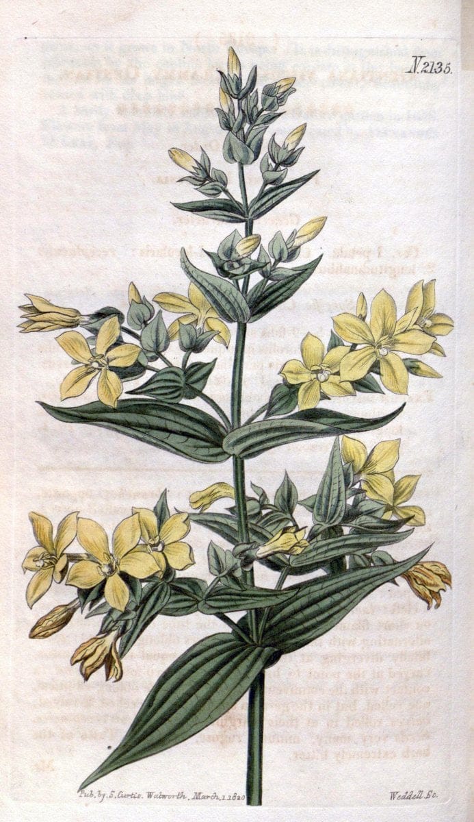 Curtis's botanical magazine. London ; New York [etc.] :Academic Press [etc.]. | "Botanical illustration" Botany Periodicals "Pictorial works" "Plants, Ornamental"  | Vintage Print Reproduction 455666