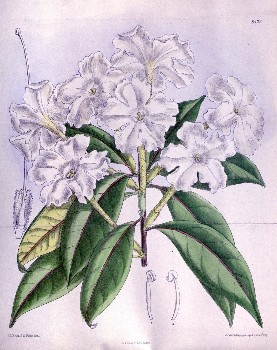 Curtis's botanical magazine. London ; New York [etc.] :Academic Press [etc.]. | "Botanical illustration" Botany Periodicals "Pictorial works" "Plants, Ornamental"  | Vintage Print Reproduction 455667