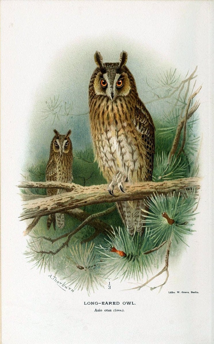 Coloured figures of the birds of the British Islands. v.1London :R. H. Porter,1885-1897. | Vintage Print Reproduction 455668