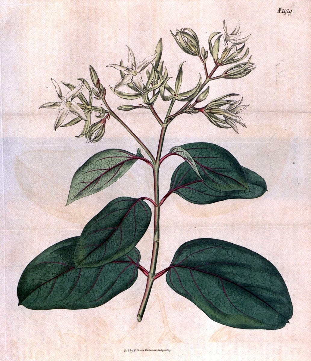 Curtis's botanical magazine. London ; New York [etc.] :Academic Press [etc.]. | "Botanical illustration" Botany Periodicals "Pictorial works" "Plants, Ornamental"  | Vintage Print Reproduction 455669