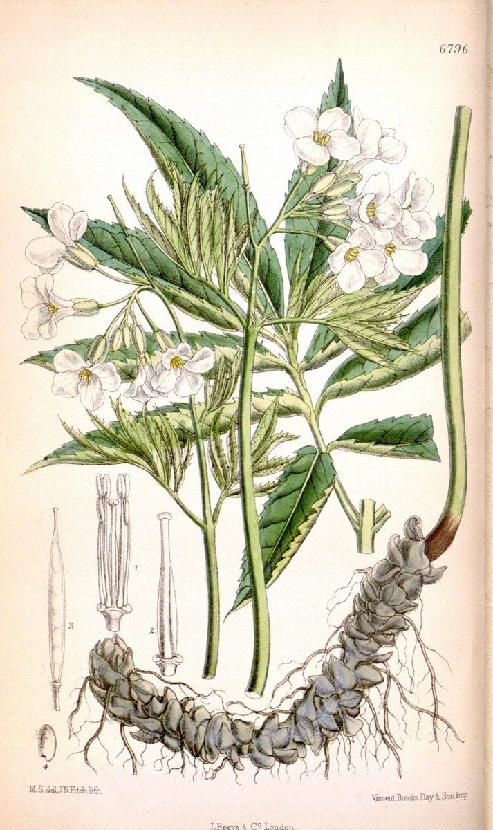 Curtis's botanical magazine. London ; New York [etc.] :Academic Press [etc.]. | "Botanical illustration" Botany Periodicals "Pictorial works" "Plants, Ornamental"  | Vintage Print Reproduction 455671