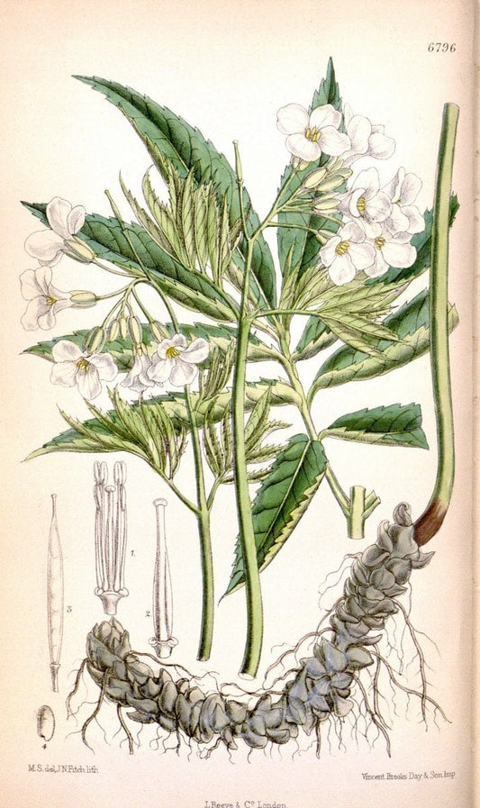 Curtis's botanical magazine. London ; New York [etc.] :Academic Press [etc.]. | "Botanical illustration" Botany Periodicals "Pictorial works" "Plants, Ornamental"  | Vintage Print Reproduction 455671