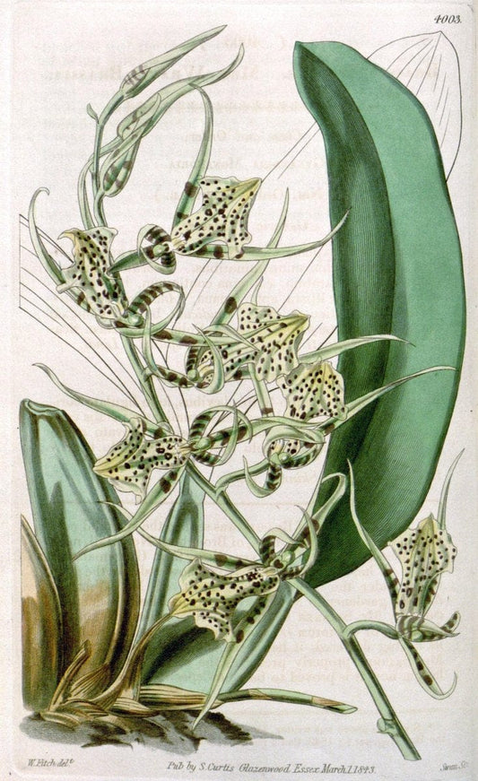Curtis's botanical magazine. London ; New York [etc.] :Academic Press [etc.]. | "Botanical illustration" Botany Periodicals "Pictorial works" "Plants, Ornamental"  | Vintage Print Reproduction 455672