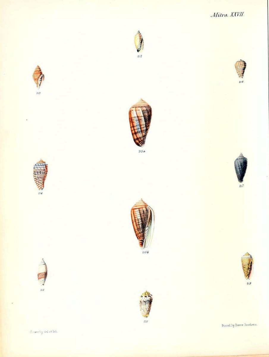 Conchologia iconica, or, Illustrations of the shells of molluscous animals /.London :Reeve, Brothers,1843-1878.  | Mollusks "Pictorial works" Shells | Vintage Print Reproduction 455673