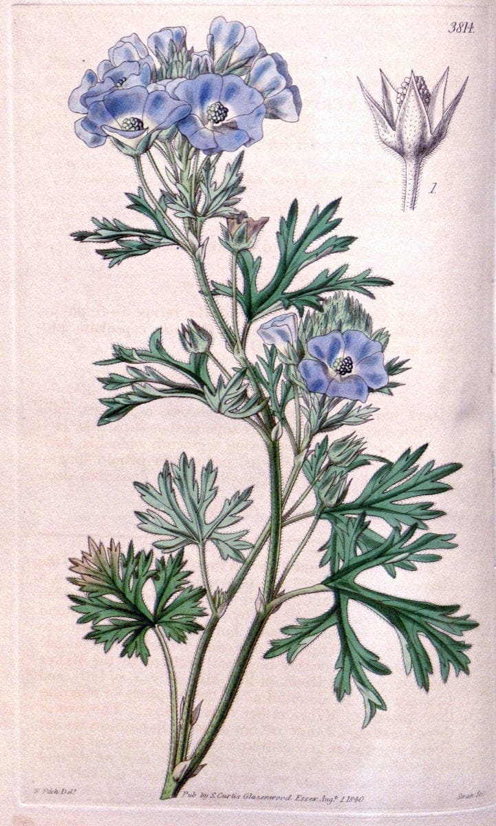 Curtis's botanical magazine. London ; New York [etc.] :Academic Press [etc.]. | "Botanical illustration" Botany Periodicals "Pictorial works" "Plants, Ornamental"  | Vintage Print Reproduction 455674