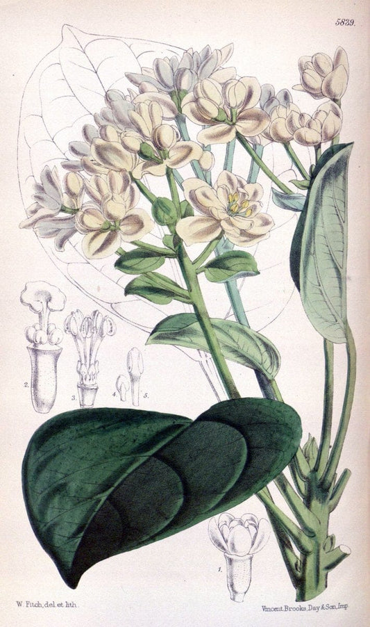 Curtis's botanical magazine. London ; New York [etc.] :Academic Press [etc.]. | "Botanical illustration" Botany Periodicals "Pictorial works" "Plants, Ornamental"  | Vintage Print Reproduction 455675