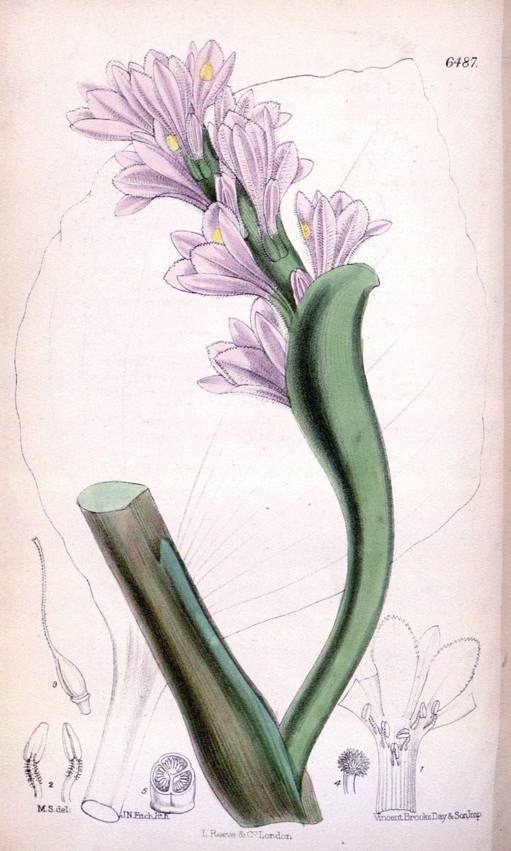 Curtis's botanical magazine. London ; New York [etc.] :Academic Press [etc.]. | "Botanical illustration" Botany Periodicals "Pictorial works" "Plants, Ornamental"  | Vintage Print Reproduction 455676