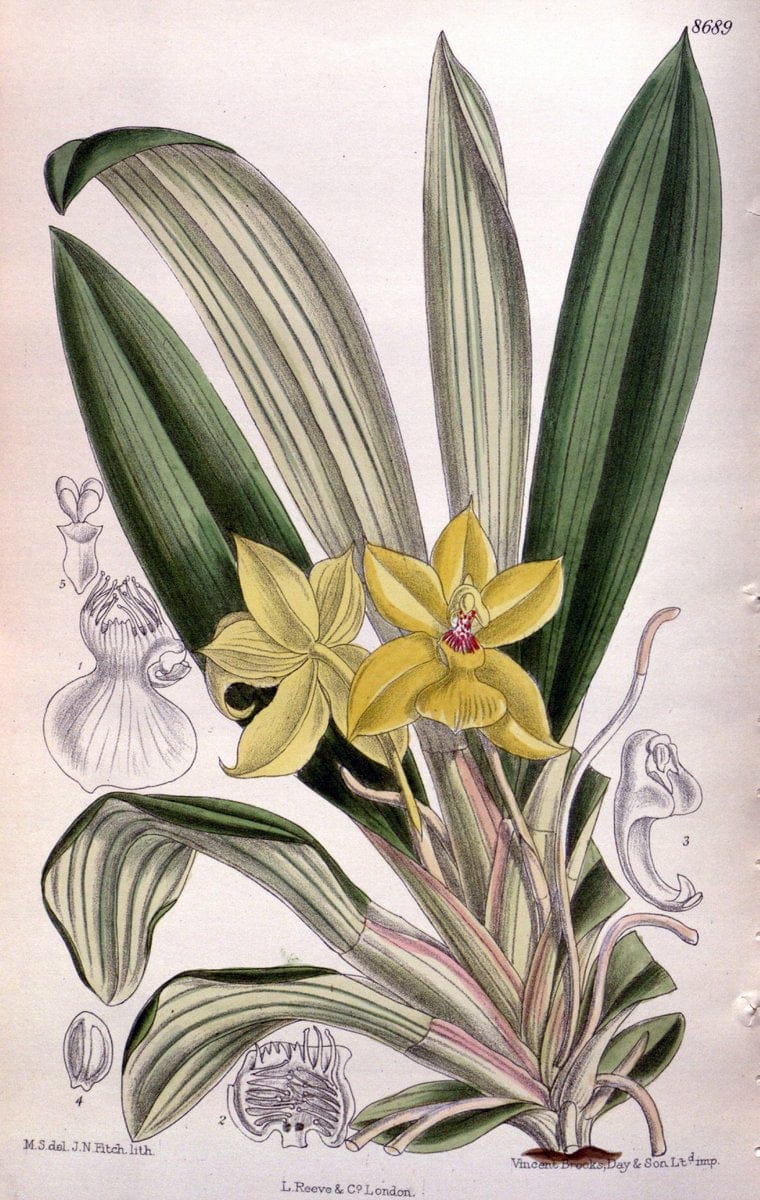 Curtis's botanical magazine. London ; New York [etc.] :Academic Press [etc.]. | "Botanical illustration" Botany Periodicals "Pictorial works" "Plants, Ornamental"  | Vintage Print Reproduction 455677