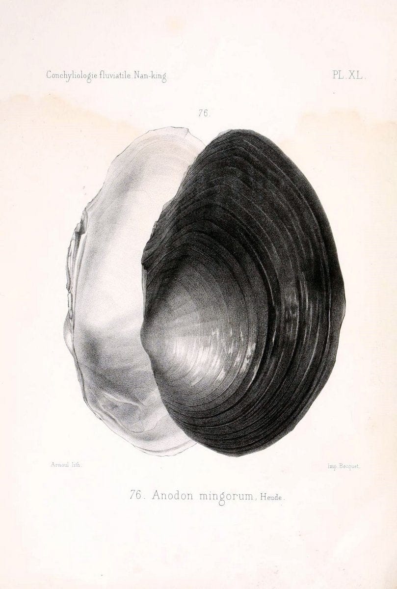 Conchyliologie fluviatile de la province de Nanking et de la Chine centrale /.Paris :Savy,[1875-1885]. | China Mollusks "Nanjing (Jiangsu Sheng)"  | Vintage Print Reproduction 455678