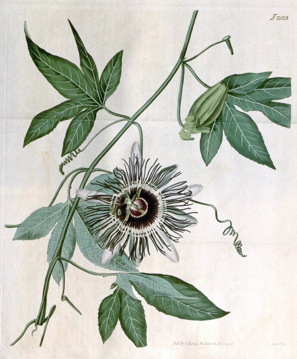 Curtis's botanical magazine. London ; New York [etc.] :Academic Press [etc.]. | "Botanical illustration" Botany Periodicals "Pictorial works" "Plants, Ornamental"  | Vintage Print Reproduction 455679