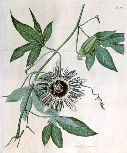 Curtis's botanical magazine. London ; New York [etc.] :Academic Press [etc.]. | "Botanical illustration" Botany Periodicals "Pictorial works" "Plants, Ornamental"  | Vintage Print Reproduction 455679