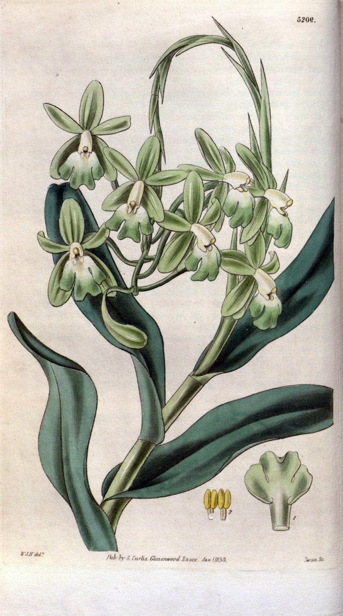 Curtis's botanical magazine. London ; New York [etc.] :Academic Press [etc.]. | "Botanical illustration" Botany Periodicals "Pictorial works" "Plants, Ornamental"  | Vintage Print Reproduction 455680