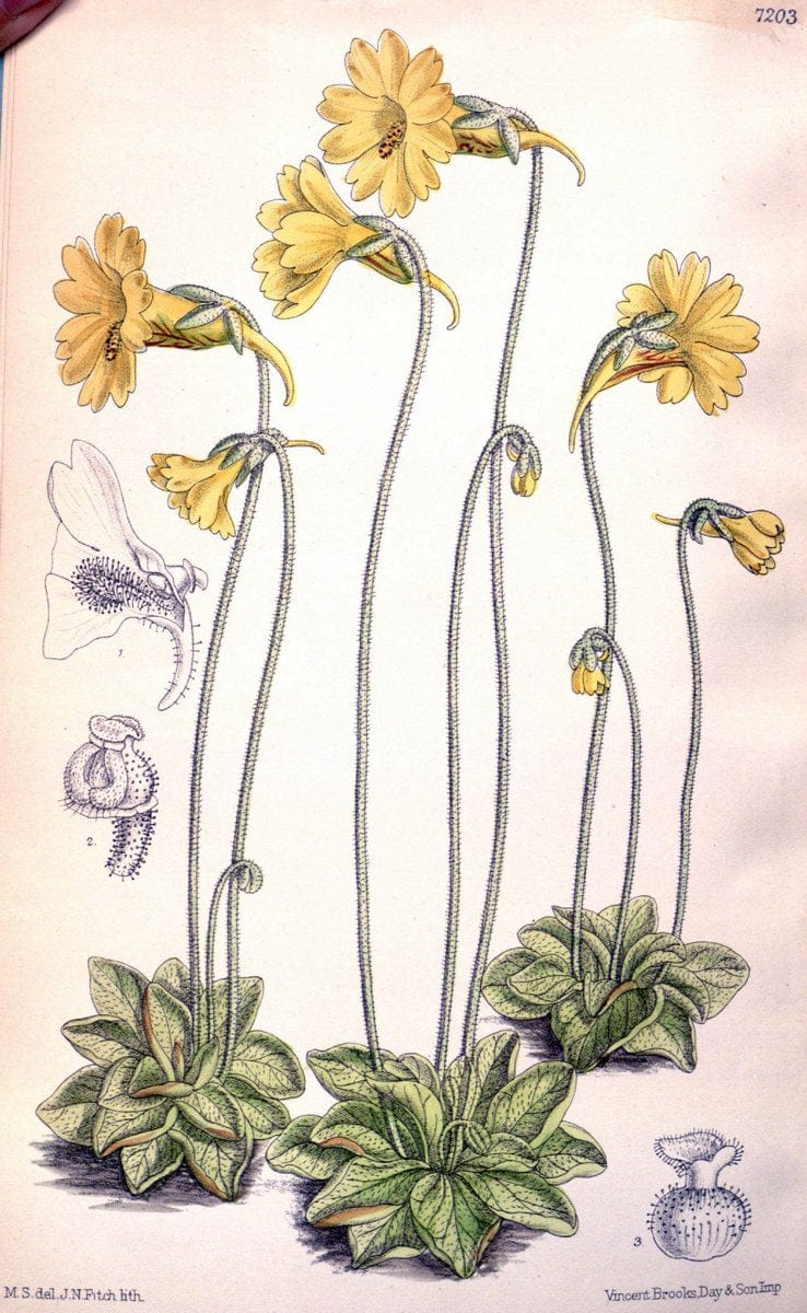 Curtis's botanical magazine. London ; New York [etc.] :Academic Press [etc.]. | "Botanical illustration" Botany Periodicals "Pictorial works" "Plants, Ornamental"  | Vintage Print Reproduction 455681