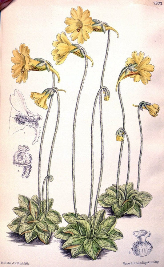 Curtis's botanical magazine. London ; New York [etc.] :Academic Press [etc.]. | "Botanical illustration" Botany Periodicals "Pictorial works" "Plants, Ornamental"  | Vintage Print Reproduction 455681
