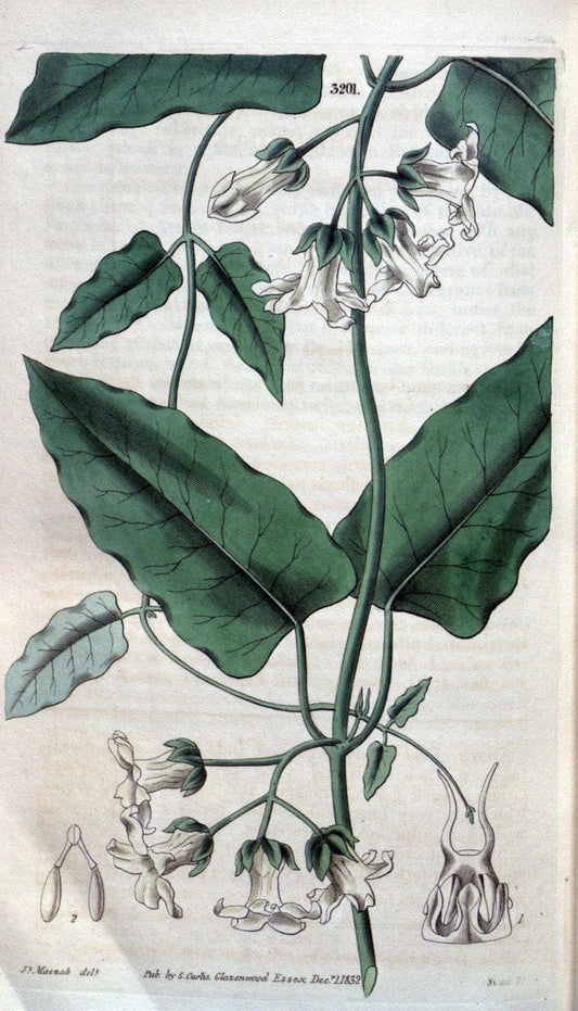 Curtis's botanical magazine. London ; New York [etc.] :Academic Press [etc.]. | "Botanical illustration" Botany Periodicals "Pictorial works" "Plants, Ornamental"  | Vintage Print Reproduction 455682