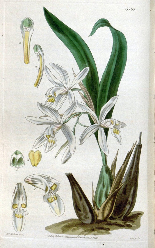 Curtis's botanical magazine..London ;New York [etc.] :Academic Press [etc.]. |  | Vintage Print Reproduction 455684