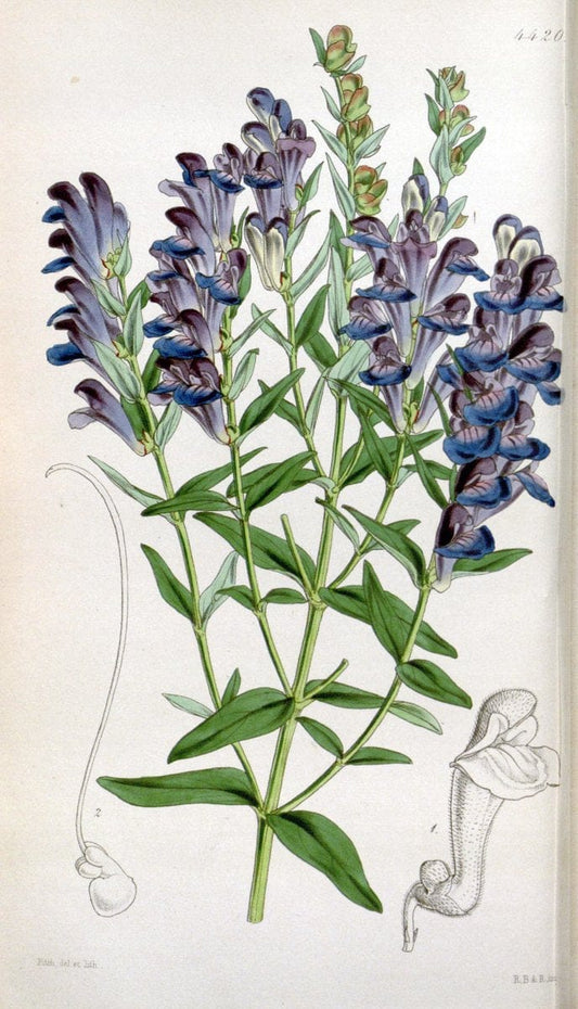 Curtis's botanical magazine. London ;New York [etc.] :Academic Press [etc.]. | Botany Periodicals "Pictorial works"  | Vintage Print Reproduction 455685