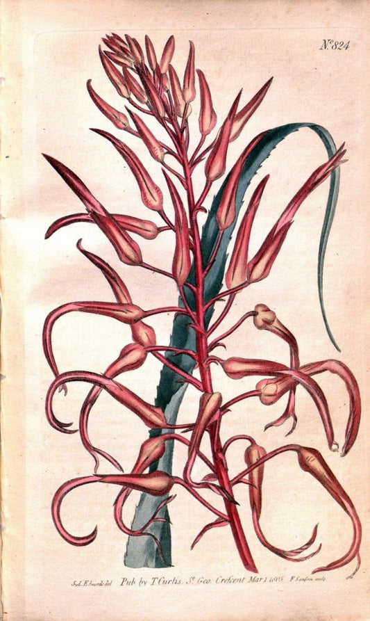 Curtis's botanical magazine. London ;New York [etc.] :Academic Press [etc.]. | Botany Periodicals "Pictorial works"  | Vintage Print Reproduction 455686